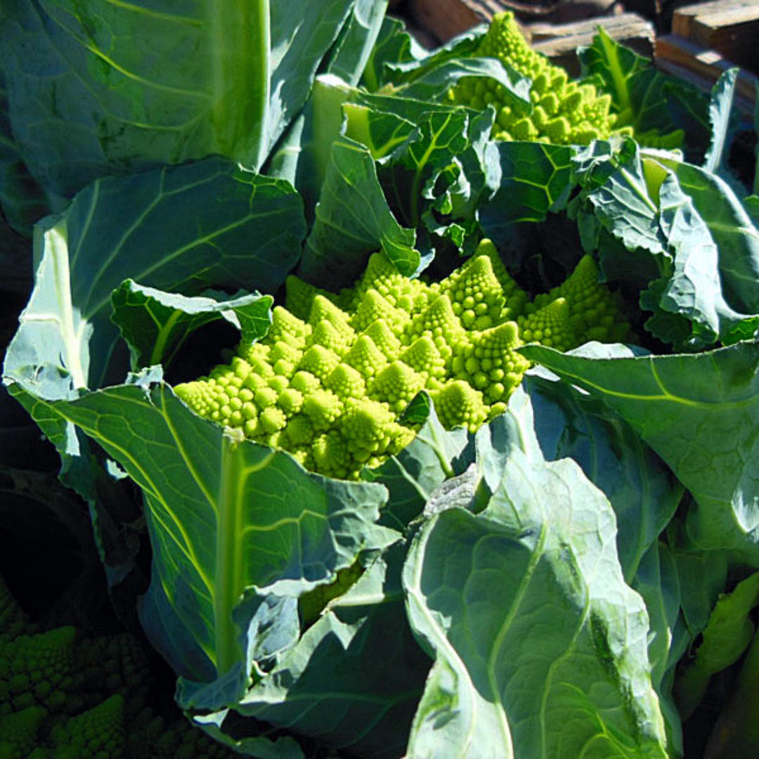 Romanesco